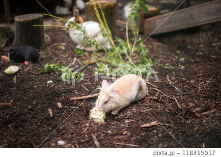 Cute rabbit is eating cabbage against a background of nature. Cute rabbit is eating cabbage against a background of nature. 118315017