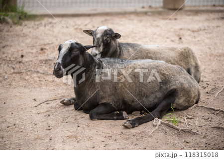 Portrait of the Zwartbles sheep, a breed of domestic sheep Portrait of the Zwartbles sheep, a breed of domestic sheep 118315018
