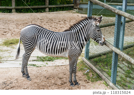 Burchell Zebra, Equus quagga, outdoor in zoo 118315024