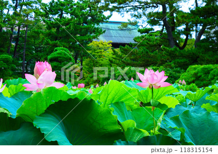 蓮の花 白山公園 蓮の花 白山公園 118315154