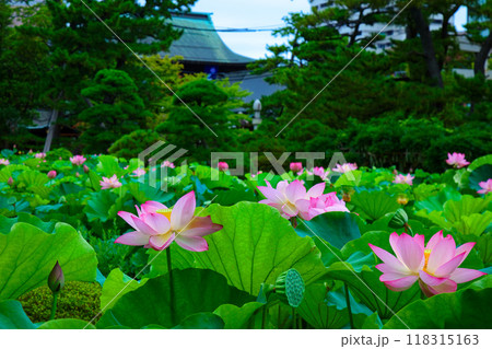 蓮の花　白山公園　 118315163