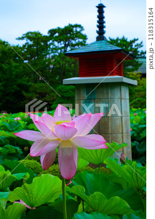蓮の花　白山公園　 118315164