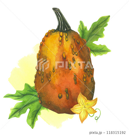 Orange pumpkin with leaves, flower and watercolor stain on a white background. Watercolor illustrations are hand-drawn. For cookware and invitations 118315192