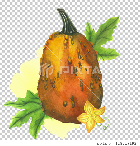 Orange pumpkin with leaves, flower and watercolor stain on a white background. Watercolor illustrations are hand-drawn. For cookware and invitations 118315192