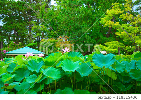 蓮の花 白山公園 蓮の花 白山公園 118315430