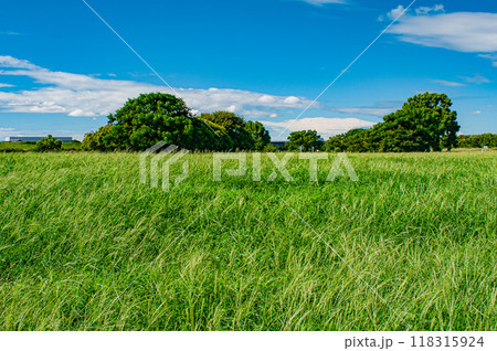 夏草生い茂る淀川河川公園太間地区 夏草生い茂る淀川河川公園太間地区 118315924