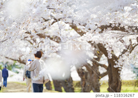 五稜郭公園の桜 118316267