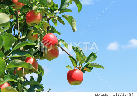 赤く色づいたリンゴ 118316484