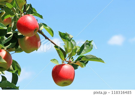 赤く色づいたリンゴ 赤く色づいたリンゴ 118316485