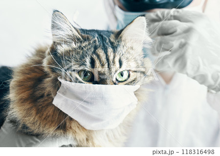 A cat in a face mask and a vet in protective gear show the importance of pet healthcare in a viral epidemic A cat in a face mask and a vet in protective gear show the importance of pet healthcare in a viral epidemic 118316498