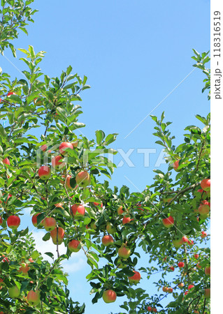 赤く色づいたリンゴ 118316519