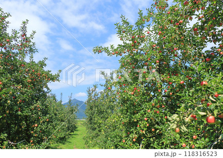 赤く色づいたリンゴ 118316523