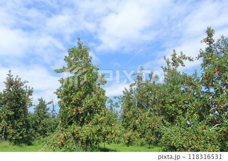 赤く色づいたリンゴ 118316531