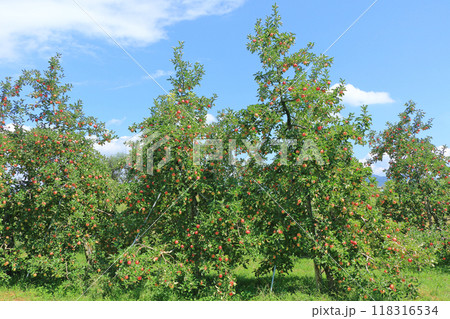 赤く色づいたリンゴ 赤く色づいたリンゴ 118316534