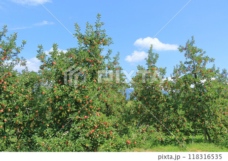 赤く色づいたリンゴ 118316535