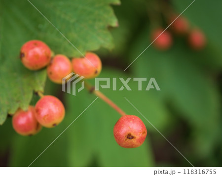 9月に色付き始めたカンボクの実 9月に色付き始めたカンボクの実 118316755