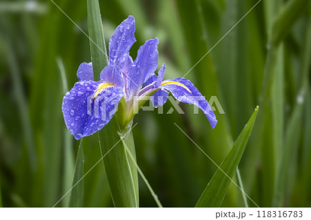 今や希少な雨の中のノハナショウブの花 今や希少な雨の中のノハナショウブの花 118316783