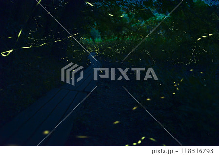 ヘイケボタルが幻想的に飛び交う遊歩道 118316793