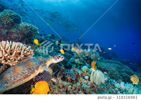サンゴ礁を泳ぐ魚とウミガメ 118316981