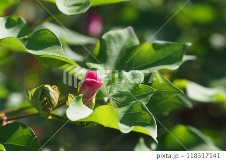 フヨウの花のつぼみ フヨウの花のつぼみ 118317141