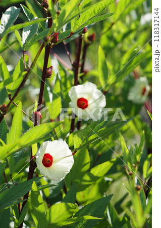 ローゼルの花とがく片　 118317144