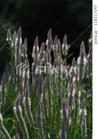 白いケイトウの花　 118317147