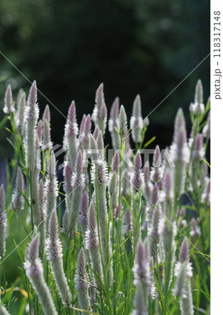 白色のケイトウの花 118317148