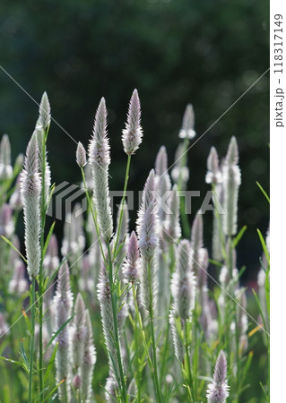 薄紫のケイトウの花 薄紫のケイトウの花 118317149