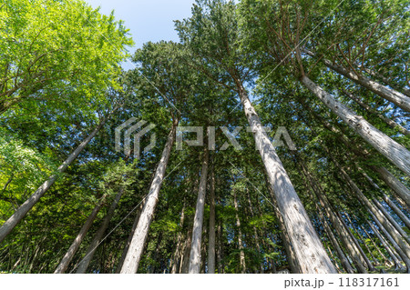 真っ直ぐ空へと伸びる 118317161
