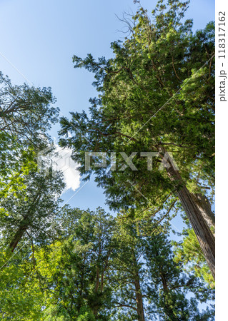 真っ直ぐ空へと伸びる 118317162