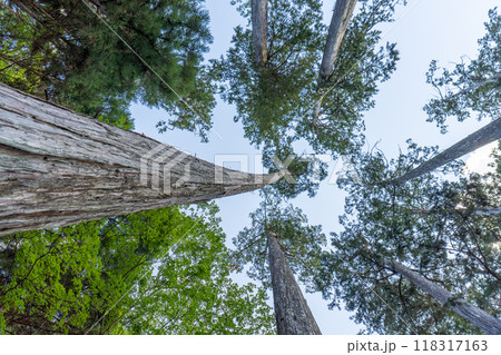 真っ直ぐ空へと伸びる 118317163