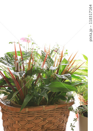 寄せ植え 118317164