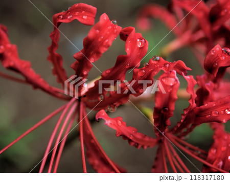 雨の9月に咲いたシナヒガンバナの花 雨の9月に咲いたシナヒガンバナの花 118317180