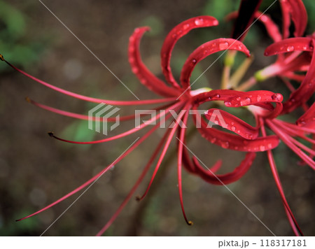 雨の9月に咲いたシナヒガンバナの花 雨の9月に咲いたシナヒガンバナの花 118317181