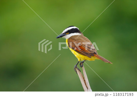 Bright tropical bird Great kiskadee is sitting on a tree branch hunting for prey in the wood on green background. 118317193
