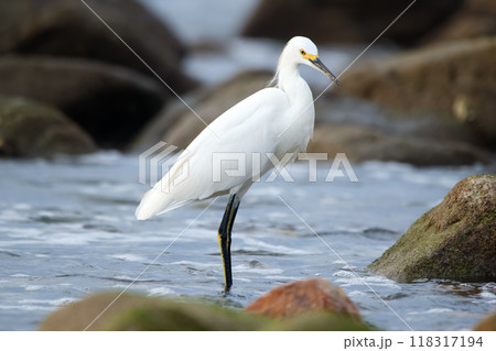 Snowy egret is standing on mossy green rocks watching for prey at the ocean shore in tropics. Snowy egret is standing on mossy green rocks watching for prey at the ocean shore in tropics. 118317194