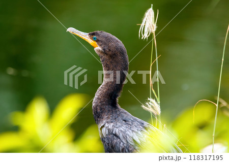 Portrait of Double-crested cormorant hunting near the water edge, bokeh of yellow flowers in front. 118317195