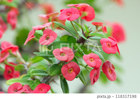 Little red flowers of Euphorbia milii (Crown of thorns or Christ thorns) with green foliage on a branch with many thorns in the summer garden. Little red flowers of Euphorbia milii (Crown of thorns or Christ thorns) with green foliage on a branch with many thorns in the summer garden. 118317198