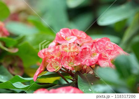 Beautiful cluster of bright pink flowers of Euphorbia milii (Crown of thorns or Christ thorn) on the prickly branch with green foliage. 118317200