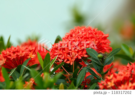 Wonderful exotic bright red bloom of Ixora coccinea with green foliage on the branch. 118317202