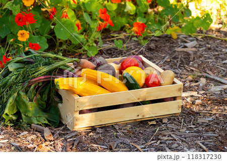 Wooden crate with  vegetables (zucchini, carrot, beet, potato, tomato, onion, cucumber) on the mulched ground in the garden near bright orange and yellow nasturtium flowers. 118317230