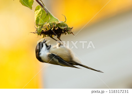 Black-capped chickadee is hanging upside down on the sunflower head and pecking seeds in the autumn garden. 118317231