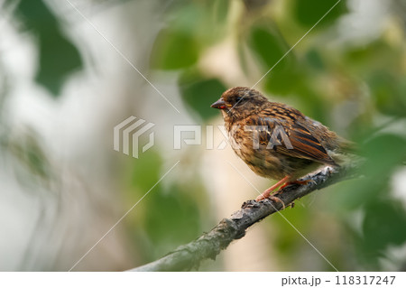 Juvenile Song sparrow is sitting on a branch in dense green foliage in summer forest. Juvenile Song sparrow is sitting on a branch in dense green foliage in summer forest. 118317247