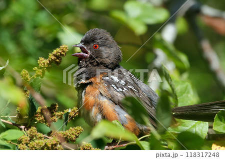 Spotted Towhee with bright feathers is resting on the tree branch in dense foliage in the forest in hot sunny day. Spotted Towhee with bright feathers is resting on the tree branch in dense foliage in the forest in hot sunny day. 118317248