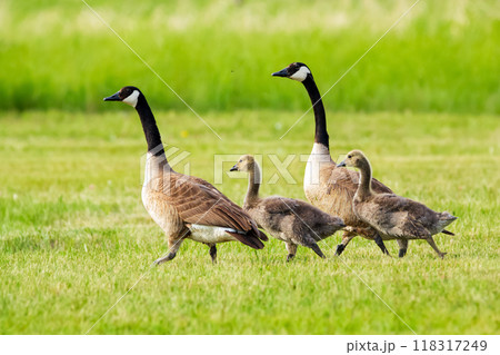 Young goslings of Canada goose with two parents are walking on the green grass in the wild in summer. Young goslings of Canada goose with two parents are walking on the green grass in the wild in summer. 118317249