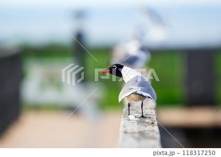 Adult Laughing gull is standing on the wooden fence of the pier near the water in summer. 118317250