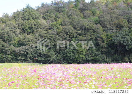 コスモス 秋桜 一面のコスモス畑 コスモス 秋桜 一面のコスモス畑 118317285