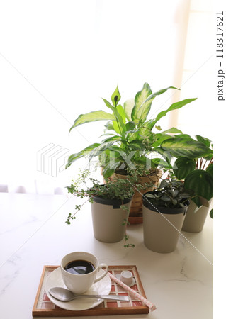 観葉植物とコーヒー 観葉植物とコーヒー 118317621