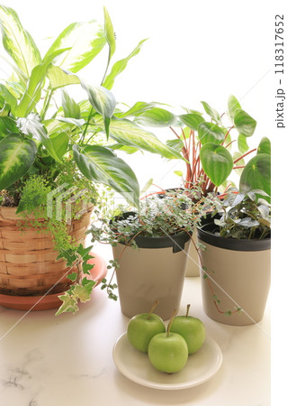 観葉植物 観葉植物 118317652