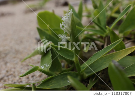 自然 植物 クロイワザサ、九月の山原。太平洋に面した砂浜海岸で小さな花が咲いています 自然 植物 クロイワザサ、九月の山原。太平洋に面した砂浜海岸で小さな花が咲いています 118317807